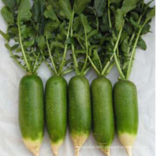 vegetable agro water plant yield hybrid F1  cherry f1 hybrid radish turnip seeds